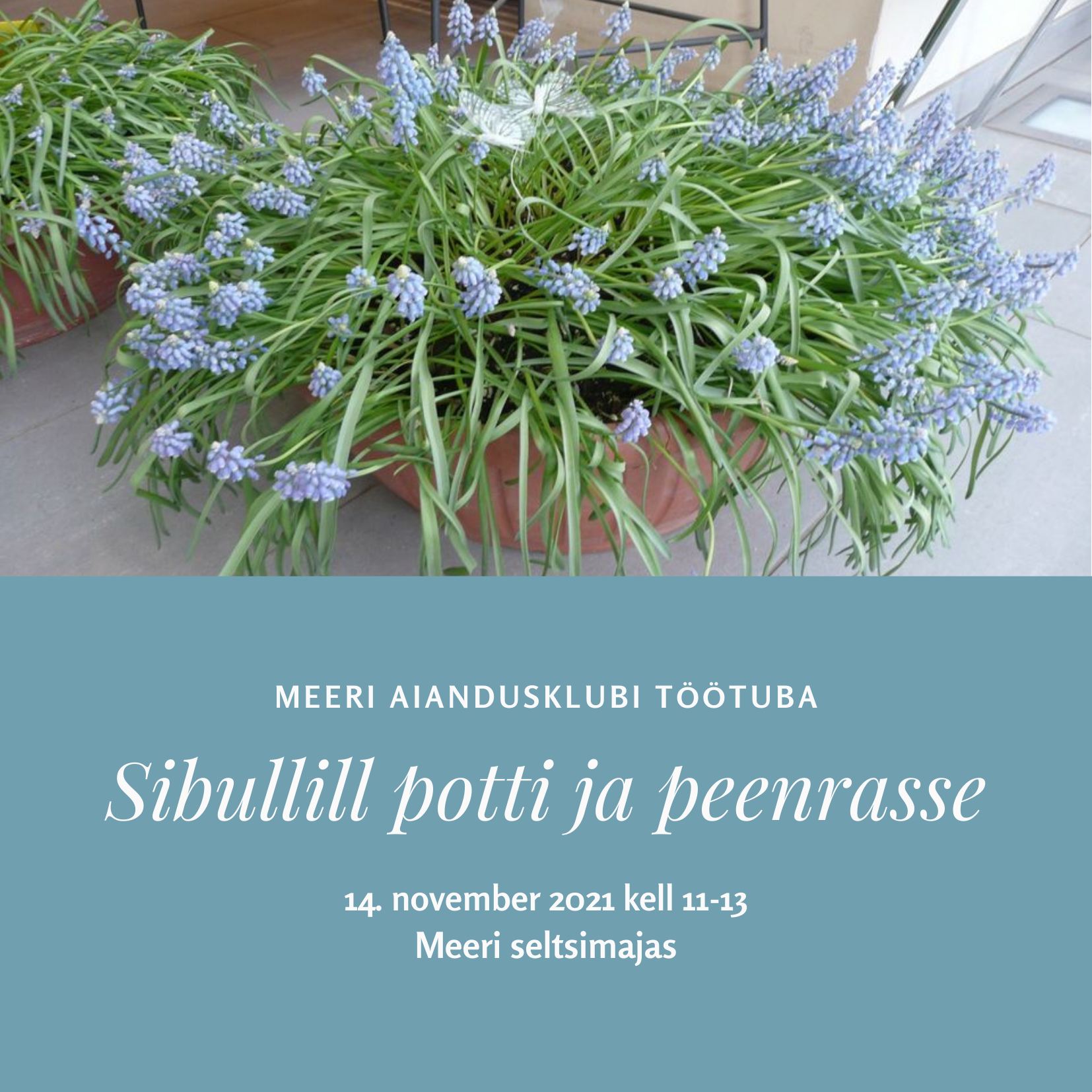 Sibullill potti ja peenrasse